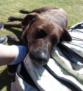 Ausflug Córdoba Hund Carlos